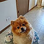 dog, pomeranian, fluffy, pet, indoor, stool, floral_pattern, floor, tile, wooden_door, cute, small_dog, animal, looking_up, curious, fur, face, ears, nose, domestic