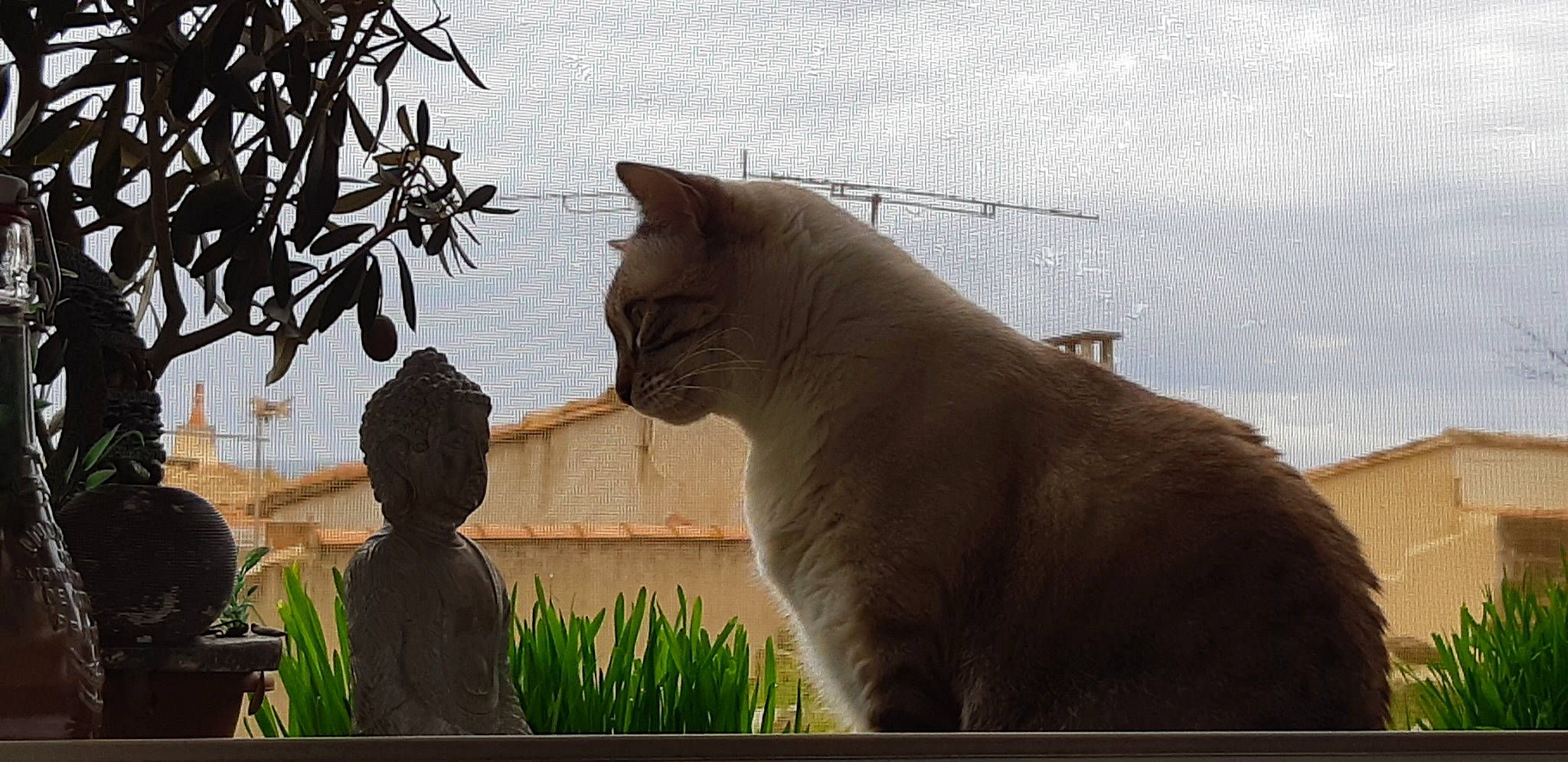 Misha a rejoint le concours — aidez-le/la à gagner de superbes lots ! asian, british_shorthair, burmese, carnivore, cat, domestic_short_haired_cat, fawn, felidae, plant, small_to_medium_sized_cats, snout, tail, whiskers