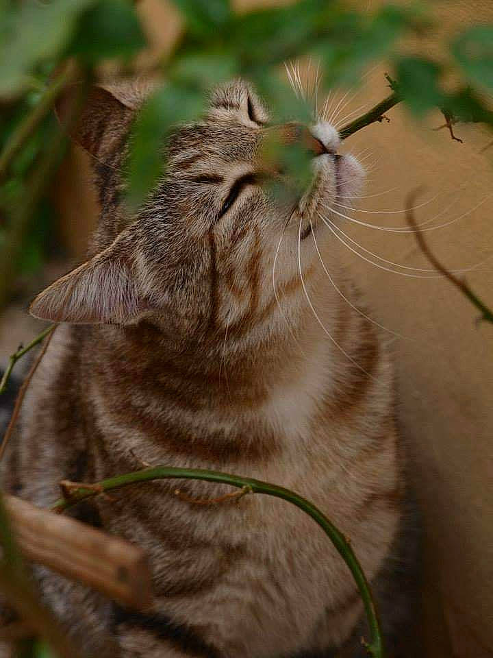 Leïa a rejoint le concours — aidez-le/la à gagner de superbes lots ! carnivore, cat, claw, domestic_short_haired_cat, eye, fawn, felidae, fur, grass, paw, small_to_medium_sized_cats, snout, tail, terrestrial_animal, whiskers, wildlife