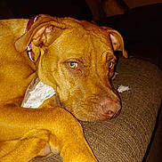 Jersey is registered to the contest to win money with this photo: dog, brown_dog, pet, couch, resting, close_up, indoor, fur, canine, animal, collar, sleepy, portrait, paw, relaxed, domestic_animal, companion, furniture, household, cozy