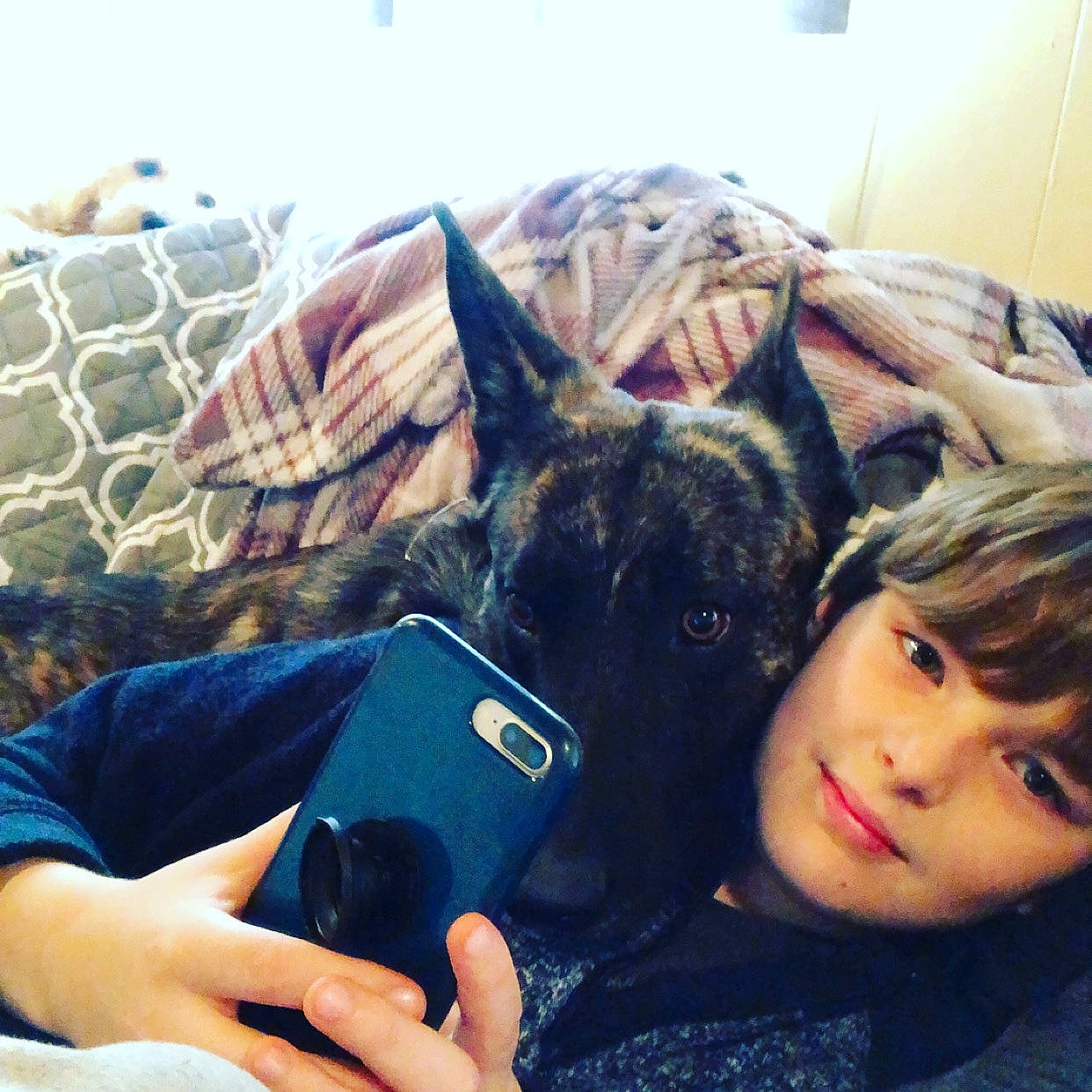 Diesel is registered to the contest to win money with this photo: black_hair, canidae, carnivore, companion_dog, cool, dog, dog_breed, ear, eye, fawn, french_bulldog, guard_dog, happy, love, non_sporting_group, photography, selfie, sky, sporting_group, vacation