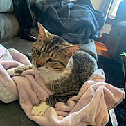 Diego is registered to the contest to win money with this photo: cat, tabby_cat, blanket, couch, living_room, indoor, pet, fur, whiskers, ears, paw, relaxed, cozy, window, quilt, furniture, natural_light, home, soft, domestic_animal