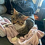 cat, tabby_cat, blanket, couch, living_room, indoor, pet, fur, whiskers, ears, paw, relaxed, cozy, window, quilt, furniture, natural_light, home, soft, domestic_animal