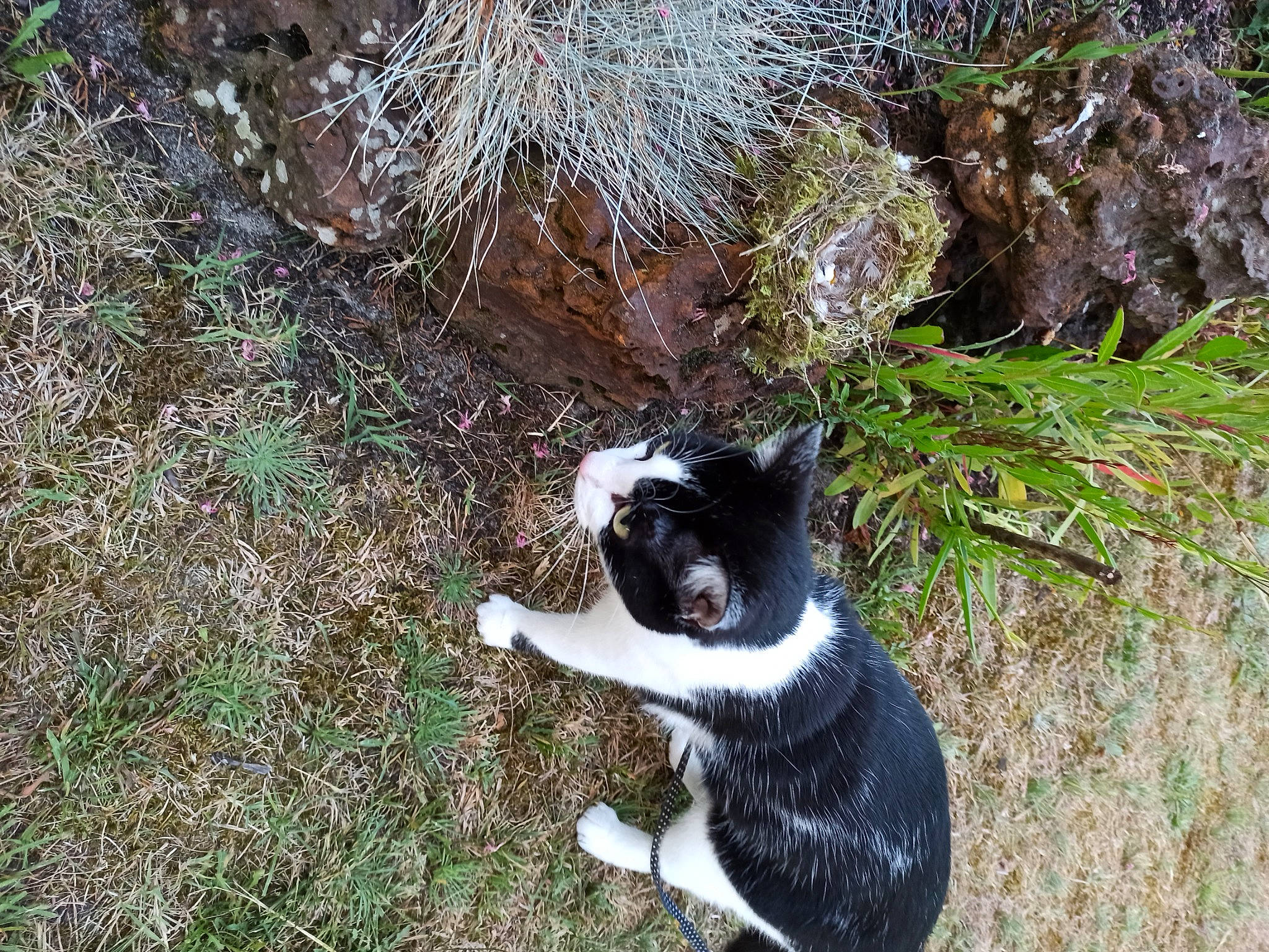 Naïa participe au concours pour gagner de l'argent avec cette photo : canidae, carnivore, cat, companion_dog, dog_breed, domestic_short_haired_cat, felidae, fur, grass, grass_family, groundcover, plant, small_to_medium_sized_cats, snout, soil, sporting_group, tail, terrestrial_animal, tree, whiskers