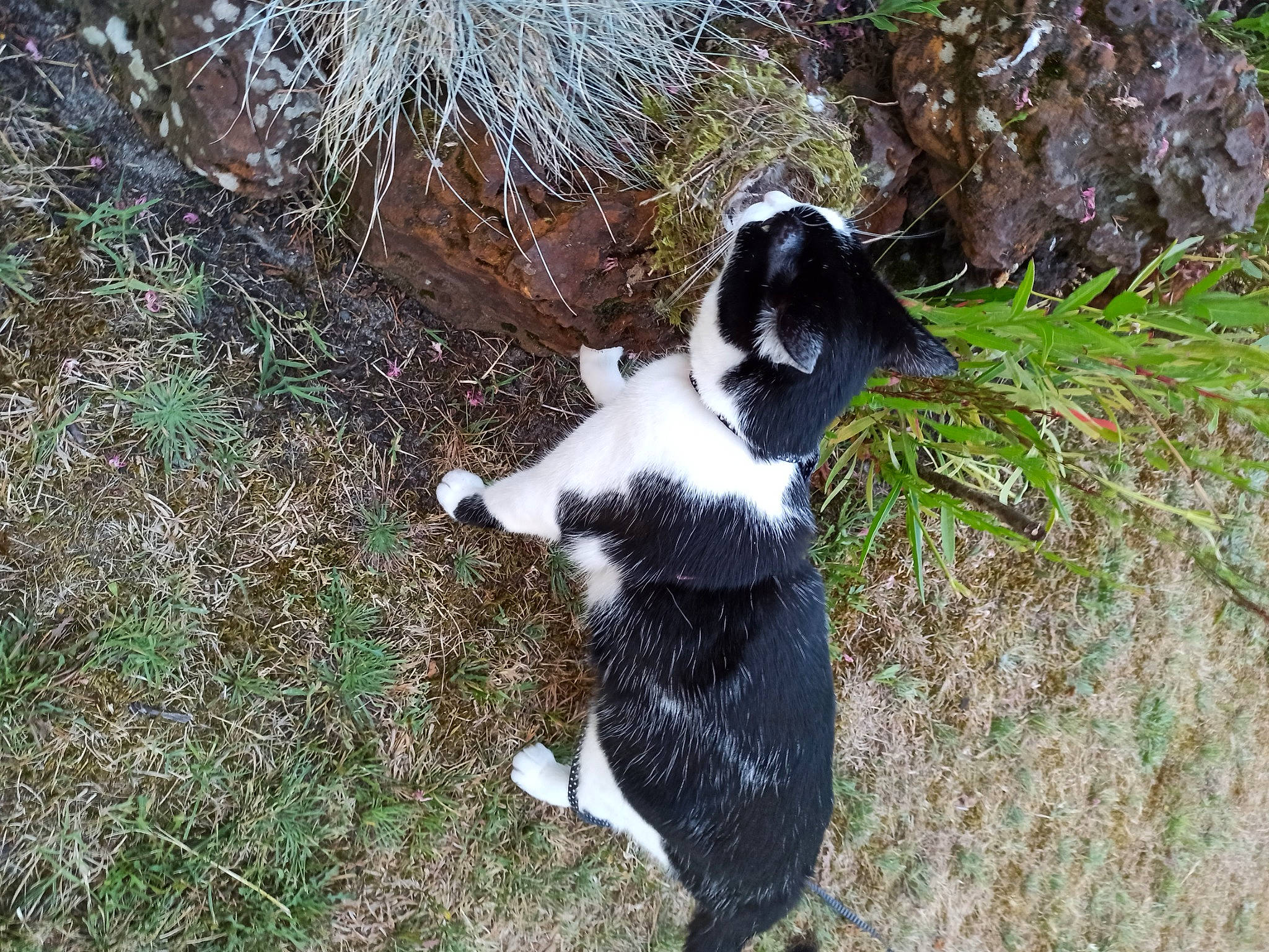 Naïa a rejoint le concours — aidez-le/la à gagner de superbes lots ! canidae, carnivore, companion_dog, dog, dog_breed, fur, grass, soil, sporting_group, tail, terrestrial_animal