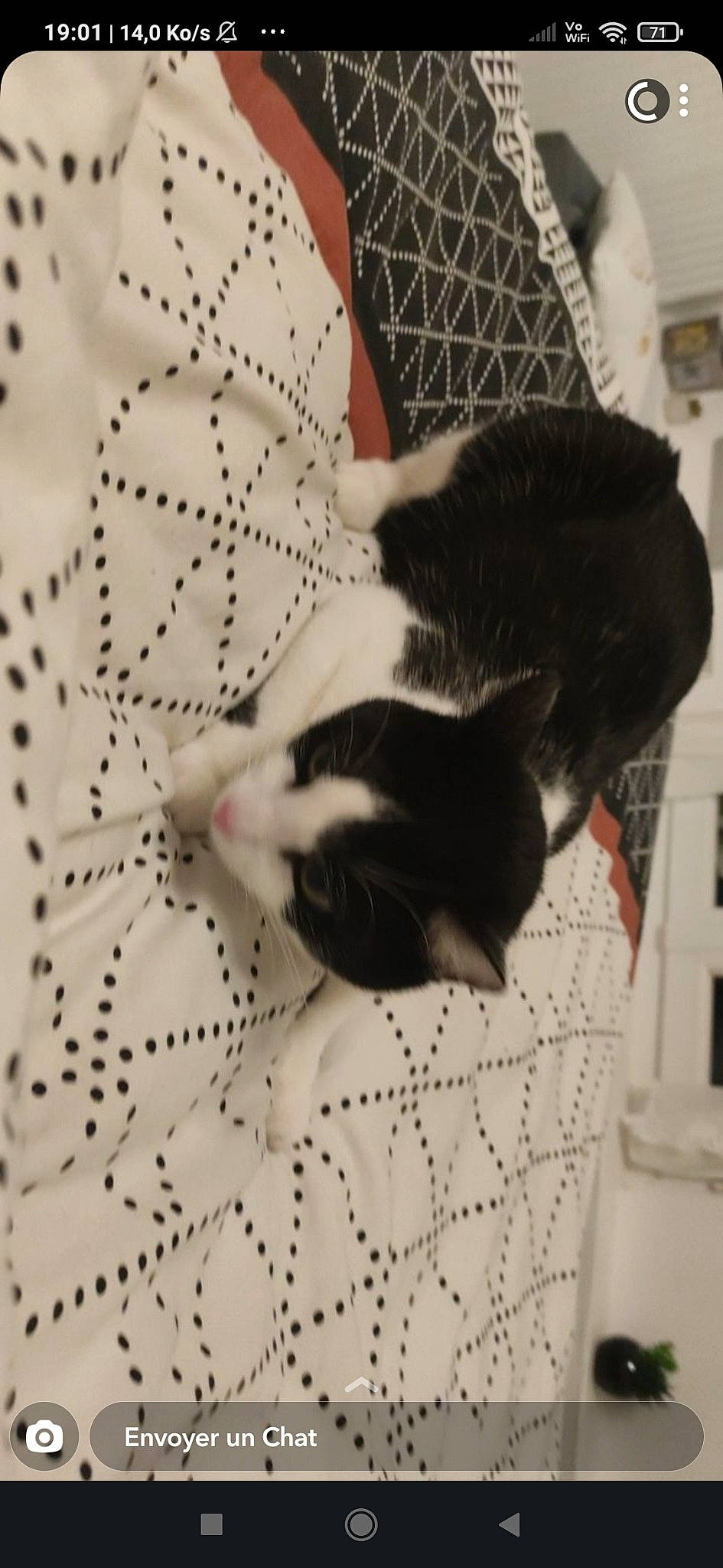 Naïa a rejoint le concours — aidez-le/la à gagner de superbes lots ! carmine, carnivore, cat, claw, comfort, domestic_short_haired_cat, felidae, flooring, fur, linens, monochrome, monochrome_photography, nap, pattern, small_to_medium_sized_cats, snout, tail, terrestrial_animal, whiskers, white