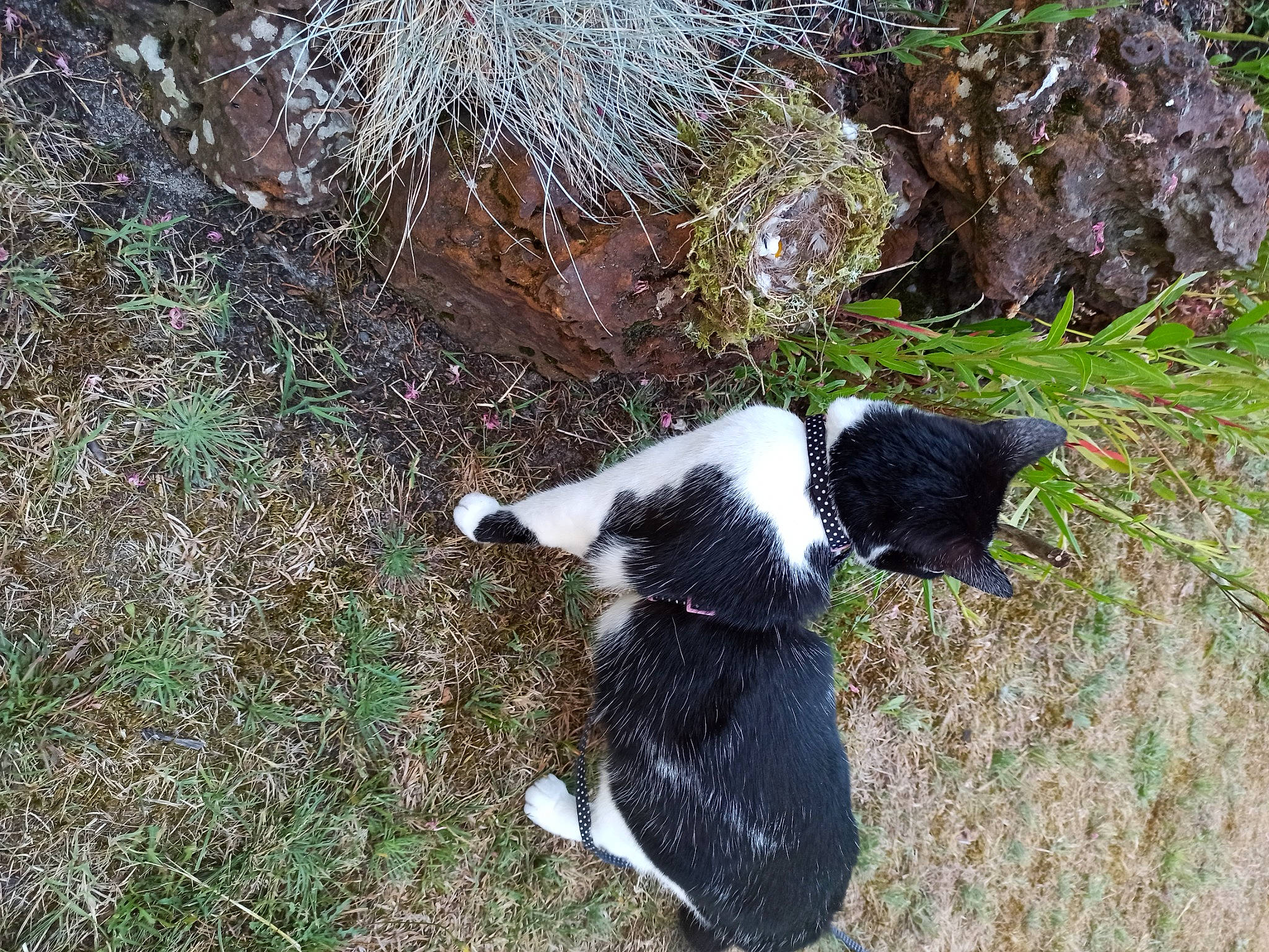 Naïa a rejoint le concours — aidez-le/la à gagner de superbes lots ! canidae, carnivore, companion_dog, dog, dog_breed, fur, grass, hunting_dog, non_sporting_group, plant, snout, soil, sporting_group, tail, terrestrial_animal, walking, working_animal