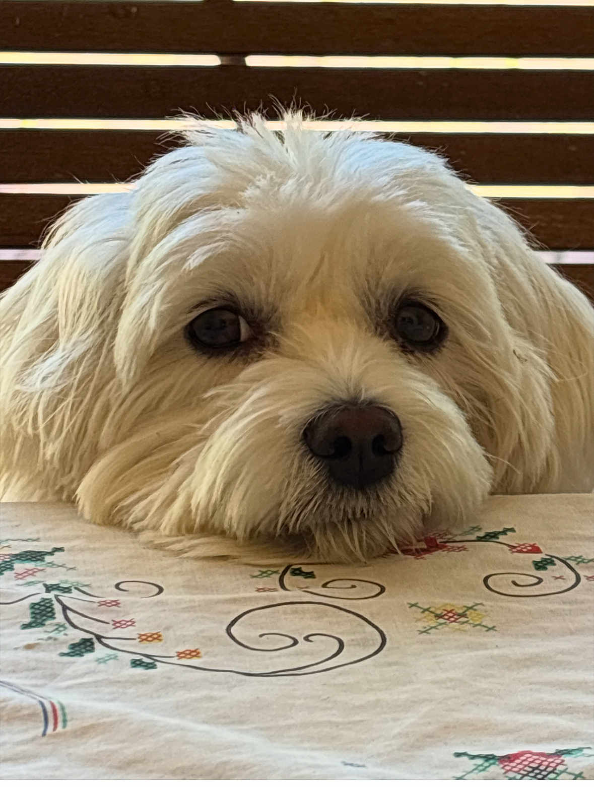 Youmi participe au concours pour gagner de l'argent avec cette photo : dog, white, fluffy, tablecloth, resting, pet, indoors, closeup, fur, face, cute, waiting, wooden_background, expression, animal, domestic, head, eyes, snout, calm