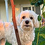 dog, white_dog, fluffy, pet, outdoor, grass, plant, stick, house, window, golden_hour, sunlight, curly_fur, cute, animal, domestic_animal, garden, nature, portrait, face