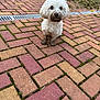 dog, white_dog, muddy, paws, snout, brick_pavement, outdoor, pet, animal, curious, small_dog, fur, grass, greenery, sidewalk, moss, nature, cute, looking_up, playful