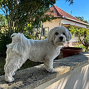 Joakim Braz a rejoint le concours — aidez-le/la à gagner de superbes lots ! dog, white_dog, fluffy, pet, outdoor, garden, stone_ledge, house, plants, trees, sunlight, daytime, curious, small_dog, fur, nature, backyard, canine, animal, portrait
