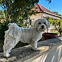dog, white_dog, fluffy, pet, outdoor, garden, stone_ledge, house, plants, trees, sunlight, daytime, curious, small_dog, fur, nature, backyard, canine, animal, portrait