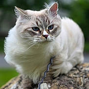 Klaws is registered to the contest to win money with this photo: cat, fluffy, blue_eyes, outdoor, rock, nature, animal, pet, feline, whiskers, ears, fur, closeup, portrait, mammal, sitting, leash, focused, soft_light, green_background