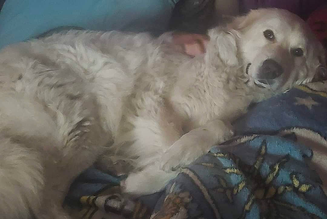 Zakk Wylde is registered to the contest to win money with this photo: canidae, carnivore, companion_dog, dog, dog_breed, felidae, fur, kuvasz, livestock_guardian_dog, maremma_sheepdog, paw, polar_bear, polish_tatra_sheepdog, slovak_cuvac, snout, sporting_group, terrestrial_animal, toy_dog, whiskers, working_animal