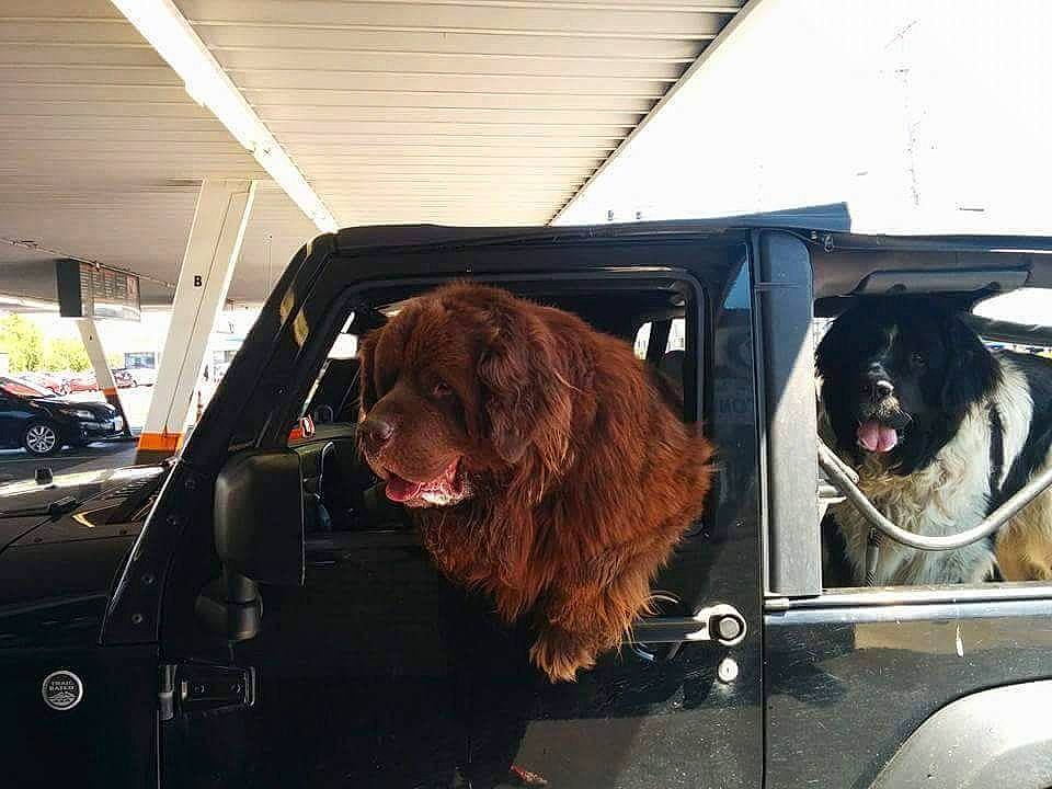 Hucklebeary And Angus