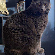 Axle is registered to the contest to win money with this photo: amber_eyes, animal, cat, cozy, curious, decor, domestic_cat, feline, fur, gray_cat, home, indoor, lantern, pet, plush, portrait, shelf, sitting, tail, texture