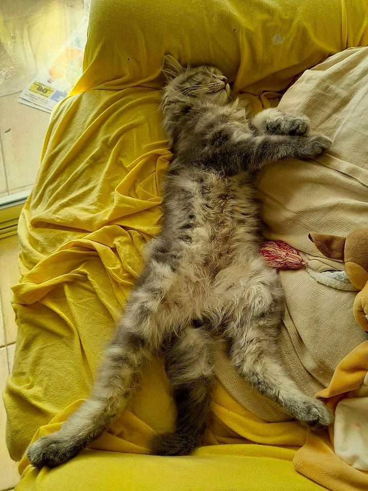 Misty a rejoint le concours — aidez-le/la à gagner de superbes lots ! carnivore, cat, claw, comfort, domestic_short_haired_cat, felidae, fur, linens, nap, paw, small_to_medium_sized_cats, sporting_group, tail, terrestrial_animal, whiskers, yellow