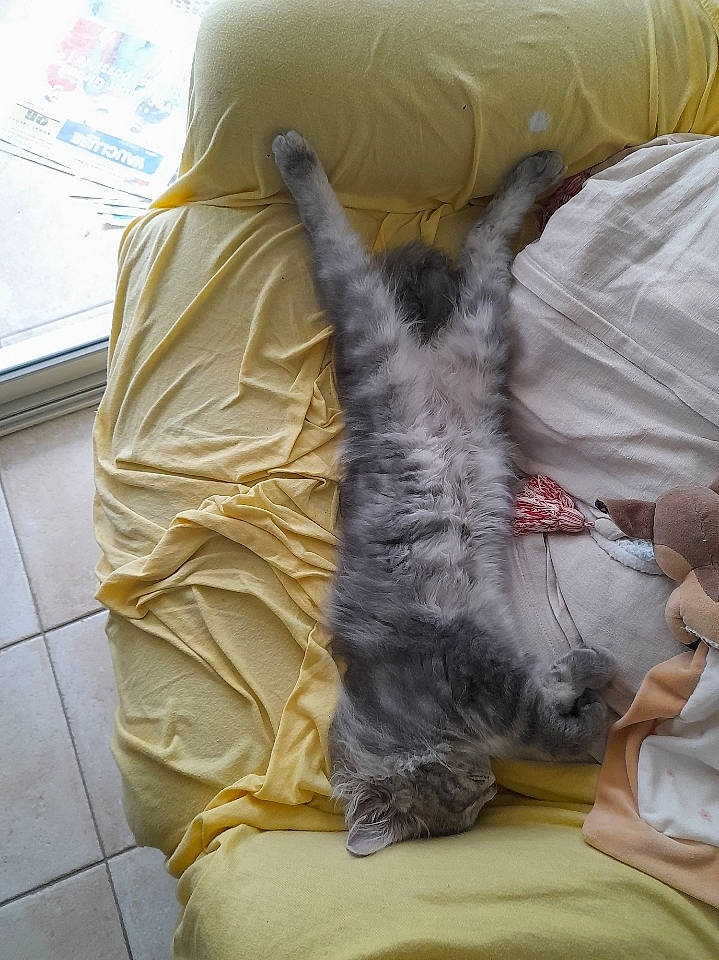 Misty a rejoint le concours — aidez-le/la à gagner de superbes lots ! carnivore, cat, claw, comfort, companion_dog, domestic_short_haired_cat, felidae, flooring, fur, gesture, human_leg, linens, nap, small_to_medium_sized_cats, tail, whiskers