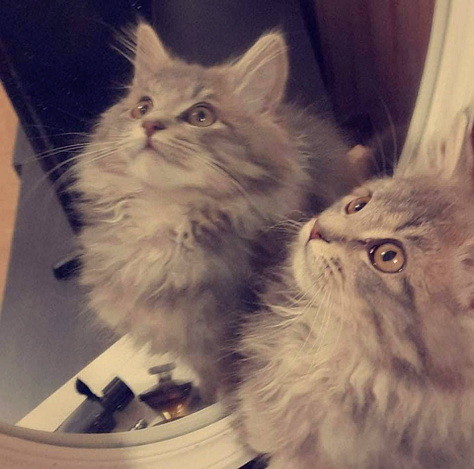 Misty participe au concours pour gagner de l'argent avec cette photo : box, british_longhair, carnivore, cat, curtain, felidae, fur, mammal, paw, small_to_medium_sized_cats, snout, square, tail, vertebrate, whiskers