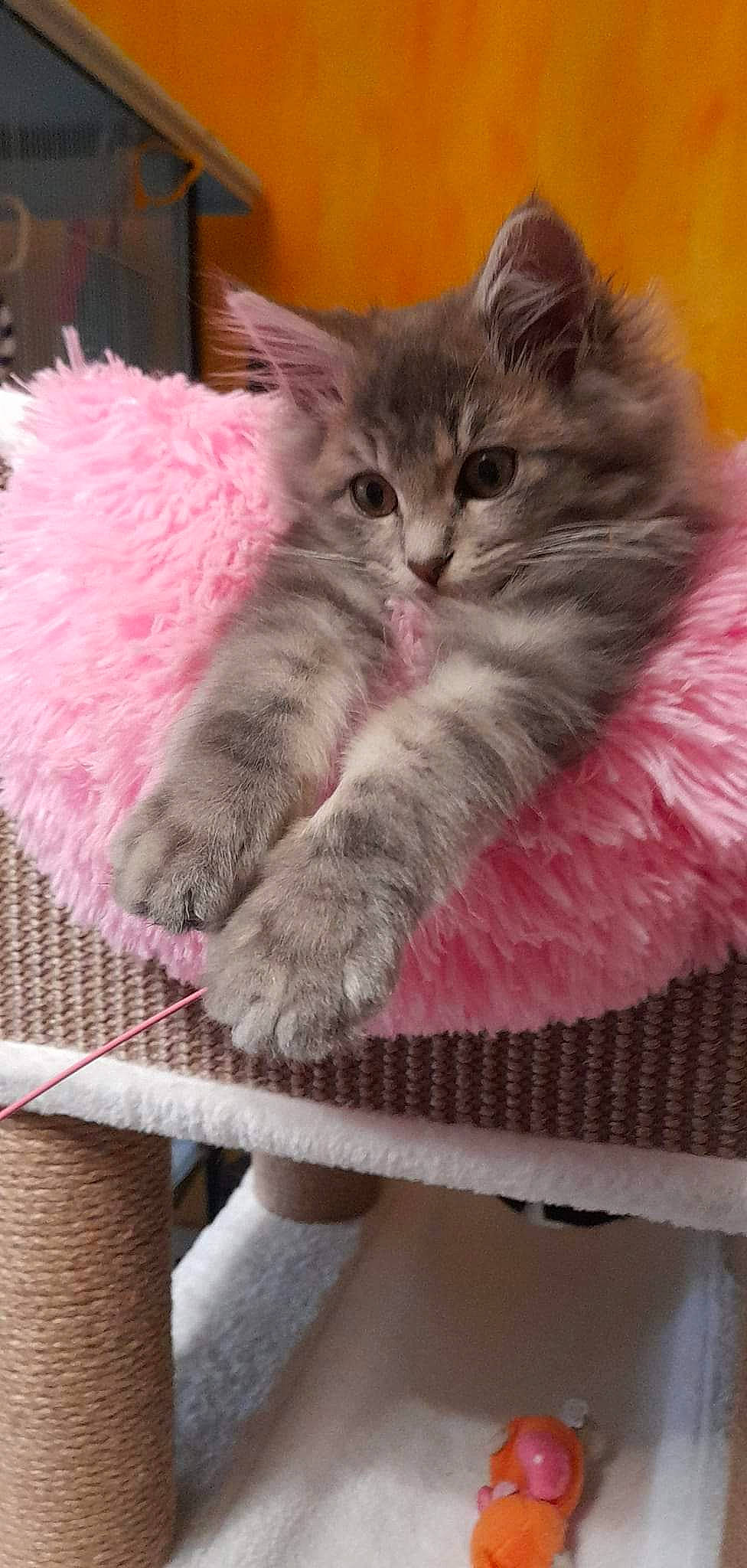 Misty participe au concours pour gagner de l'argent avec cette photo : carnivore, cat, cat_bed, cat_furniture, cat_supply, claw, comfort, domestic_short_haired_cat, fawn, felidae, fur, magenta, nap, paw, small_to_medium_sized_cats, snout, tail, whiskers, window, wood