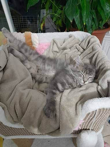 Misty participe au concours pour gagner de l'argent avec cette photo : carnivore, cat, cat_bed, claw, comfort, companion_dog, couch, dog_bed, domestic_short_haired_cat, felidae, fur, lap, nap, paw, plant, sitting, small_to_medium_sized_cats, studio_couch, tail, whiskers