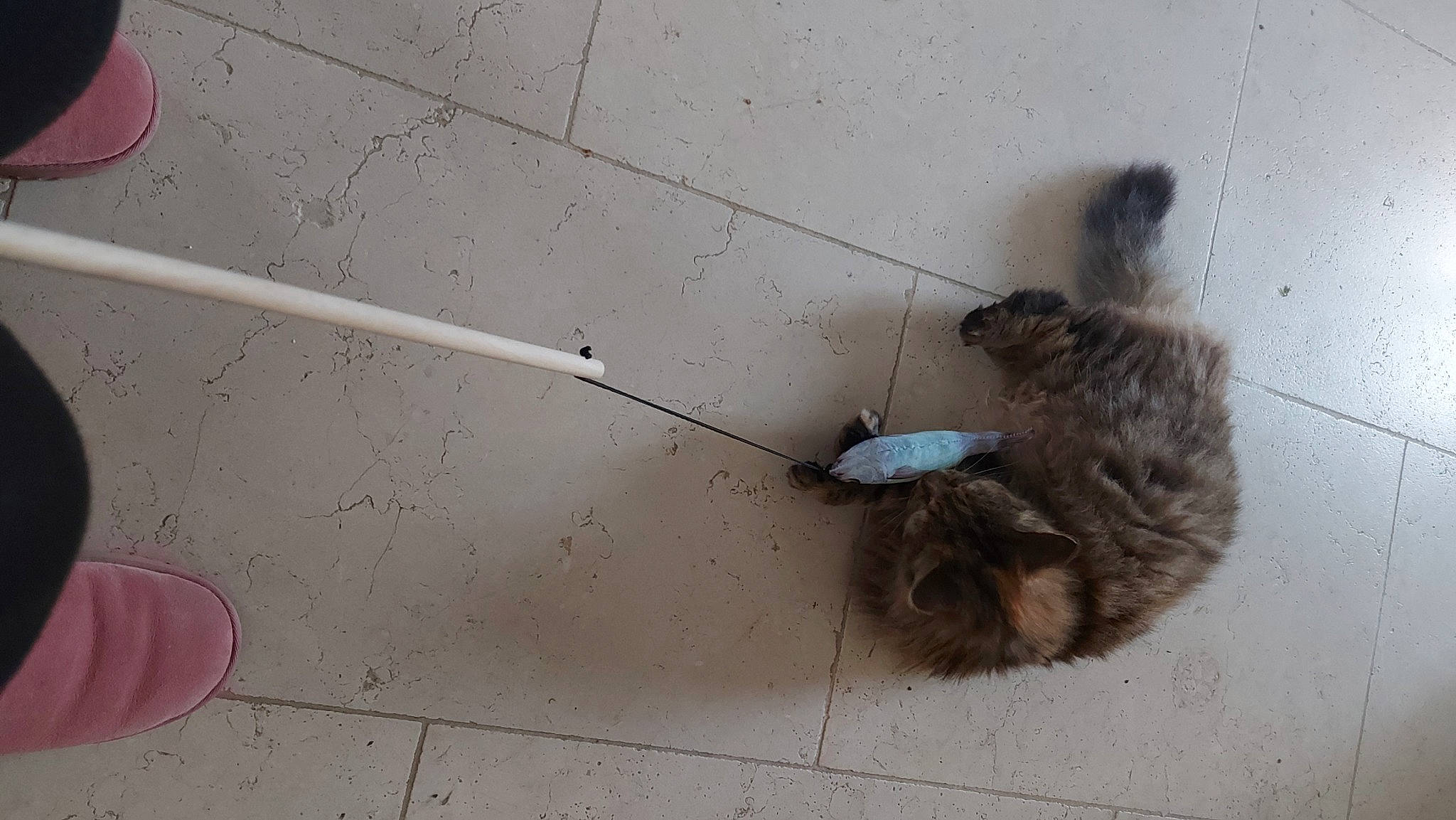 Mimine a rejoint le concours — aidez-le/la à gagner de superbes lots ! art, carmine, circle, concrete, fawn, felidae, flooring, fur, gas, paw, road_surface, rodent, shadow, sidewalk, small_to_medium_sized_cats, snout, tail, terrestrial_animal, whiskers, wood