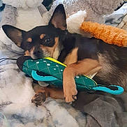 Gracie is registered to the contest to win money with this photo: dog, toy, stuffed_animal, blanket, cozy, resting, small_dog, plush, indoor, cute, pet, brown, black, fur, animal, relaxed, soft, comfort, lying_down, ears