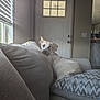 animal, blinds, calm, couch, cozy, curious, daylight, dog, door, furniture, home, indoor, light, living_room, pet, pillow, relaxed, resting, shadow, window