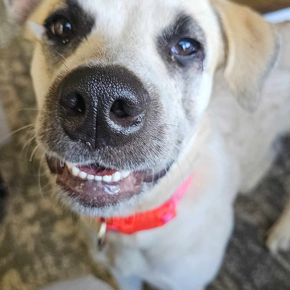 Winniepoo