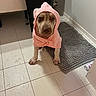 Thyya a rejoint le concours — aidez-le/la à gagner de superbes lots ! animal, bath_mat, bathroom, canine, cute, dog, expression, floor, fur, hood, indoor, looking, mood, pet, pink, standing, tile_floor, towel, water_drops, wet