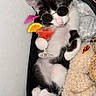 Loupie participe au concours pour gagner de l'argent avec cette photo : black_and_white, blanket, cat, cocktail, cozy, cute, drink, fur, glasses, indoor, kitten, orange_slice, pet, pink_umbrella, playful, relaxing, resting, small, stuffed_animal, sunglasses