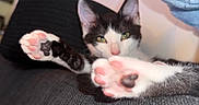 Loupie a rejoint le concours — aidez-le/la à gagner de superbes lots ! animal, black_and_white, blurred_background, cat, close_up, cozy, cute, ears, feline, fur, green_eyes, indoor, paw, pet, pink_paw_pads, relaxed, resting, soft_texture, stretching, whiskers