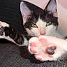 animal, black_and_white, blurred_background, cat, close_up, cozy, cute, ears, feline, fur, green_eyes, indoor, paw, pet, pink_paw_pads, relaxed, resting, soft_texture, stretching, whiskers