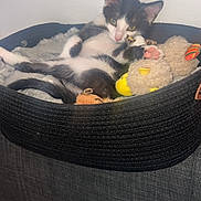 Loupie a rejoint le concours — aidez-le/la à gagner de superbes lots ! animal, basket, black_and_white, blanket, cat, cozy, curious, cute, fur, indoor, kitten, paw, pet, playful, plush_toy, relaxed, resting, soft, toy, whiskers