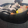 animal, basket, black_and_white, blanket, cat, cozy, curious, cute, fur, indoor, kitten, paw, pet, playful, plush_toy, relaxed, resting, soft, toy, whiskers