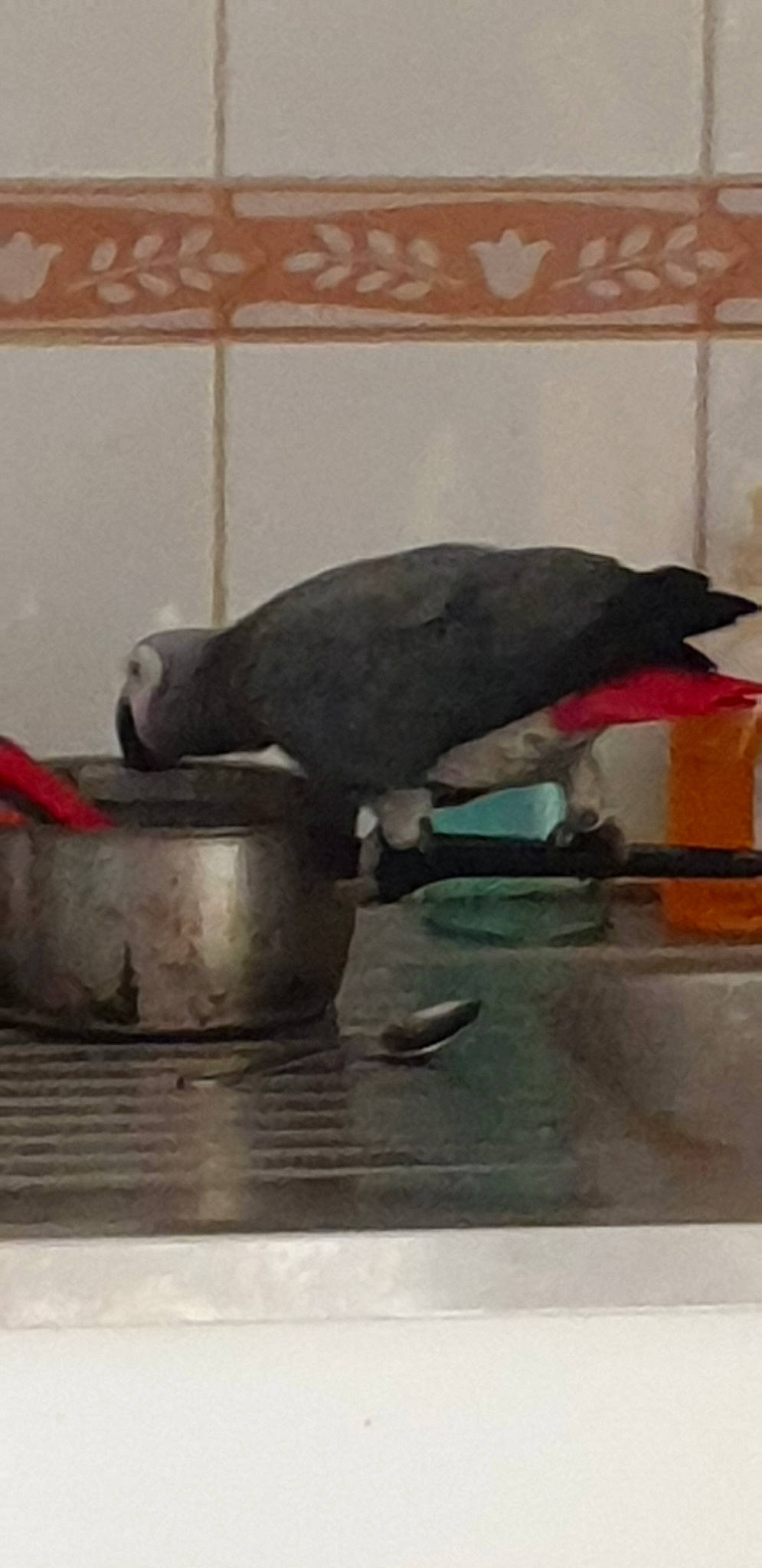 Trésor participe au concours pour gagner de l'argent avec cette photo : beak, bird, pigeons_and_doves, rock_dove, tail