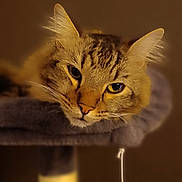 Timmy participe au concours pour gagner de l'argent avec cette photo : cat, tabby, pet, feline, animal, resting, perch, cozy, whiskers, ears, fur, indoor, soft, brown, portrait, cute, lazy, closeup, face, eye