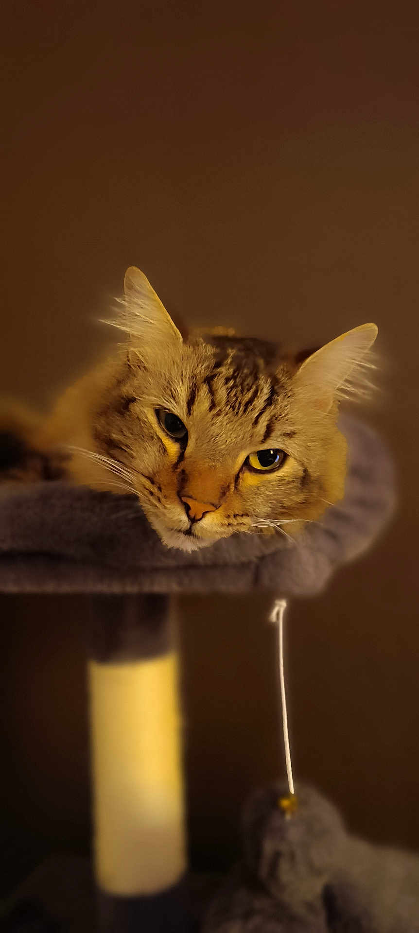 Timmy participe au concours pour gagner de l'argent avec cette photo : cat, tabby, pet, feline, animal, resting, perch, cozy, whiskers, ears, fur, indoor, soft, brown, portrait, cute, lazy, closeup, face, eye