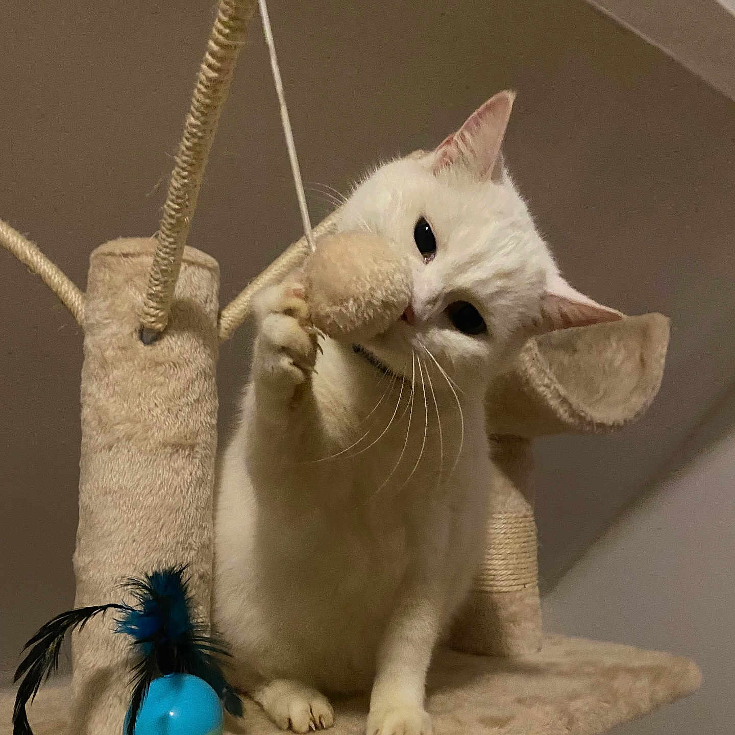 Bounty participe au concours pour gagner de l'argent avec cette photo : abyssinian, angora, animal, art, bag, basket, cat, egyptiancat, furniture, handicraft, hardwood, kitten, machine, manx, pet, plush, screw, totebag, toy, wood