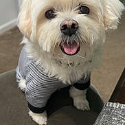 Lucky is registered to the contest to win money with this photo: dog, white_dog, small_dog, pet, striped_shirt, clothing, indoor, cushion, stool, happy, tongue_out, cute, fluffy, looking_up, carpet, furniture, home, smiling, animal, companion