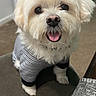 dog, white_dog, small_dog, pet, striped_shirt, clothing, indoor, cushion, stool, happy, tongue_out, cute, fluffy, looking_up, carpet, furniture, home, smiling, animal, companion