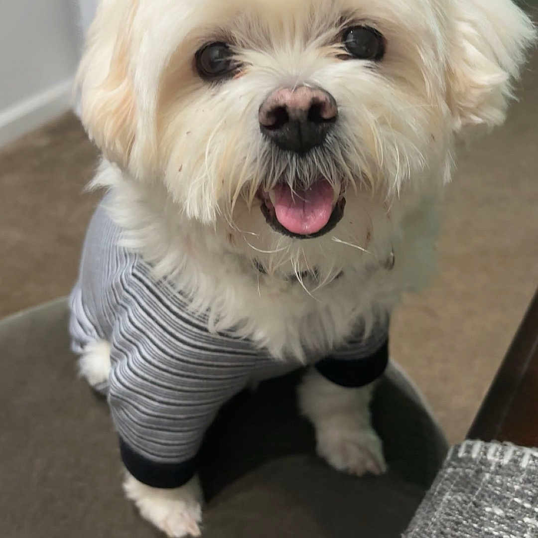 Lucky is registered to the contest to win money with this photo: dog, white_dog, small_dog, pet, striped_shirt, clothing, indoor, cushion, stool, happy, tongue_out, cute, fluffy, looking_up, carpet, furniture, home, smiling, animal, companion