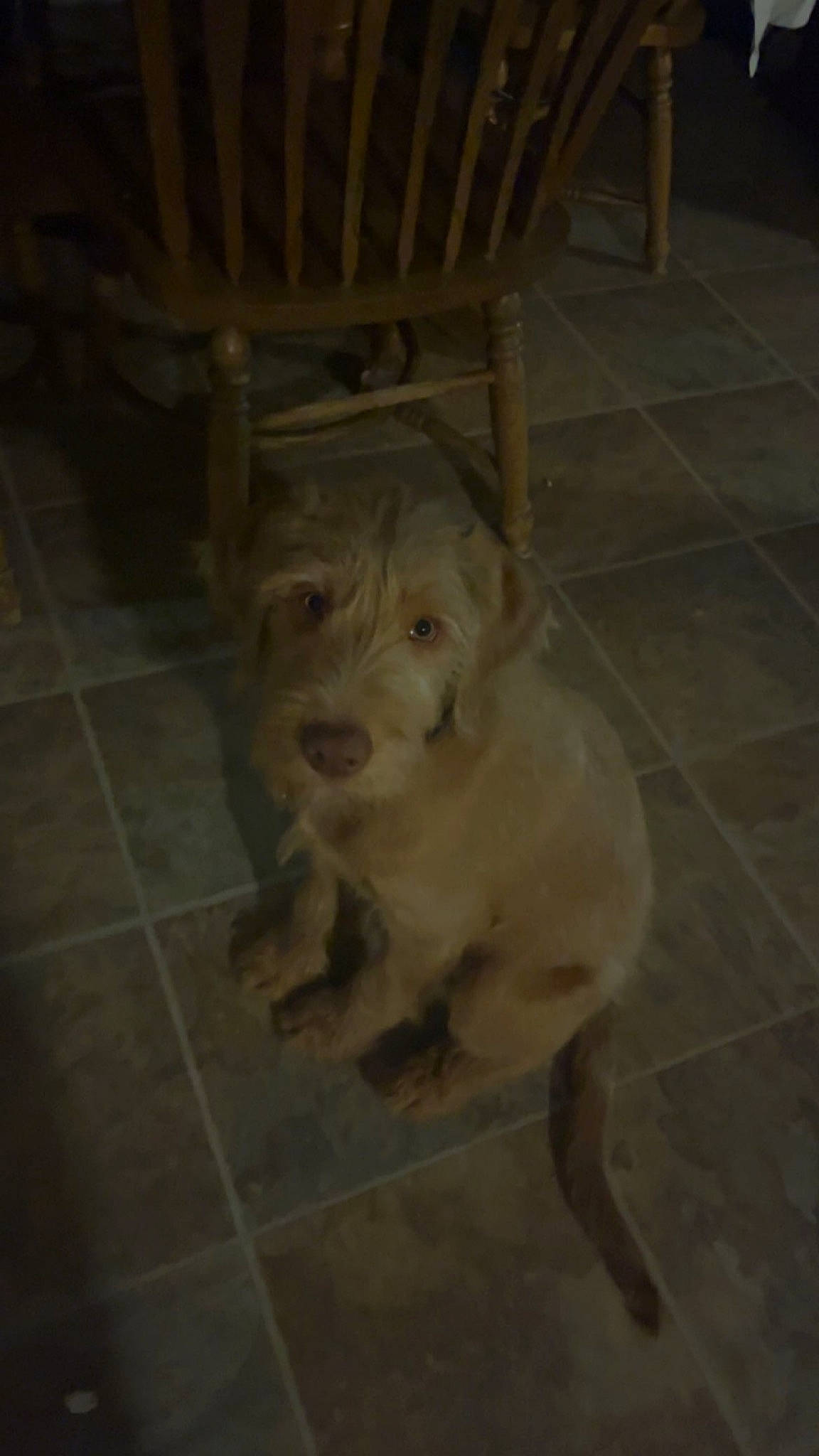 Oakley joined the competition — help win amazing prizes! carnivore, chair, companion_dog, dog, dog_breed, fawn, felidae, floor, flooring, fur, hardwood, retriever, snout, street_dog, tail, terrestrial_animal, tile_flooring, toy_dog, wood, working_animal