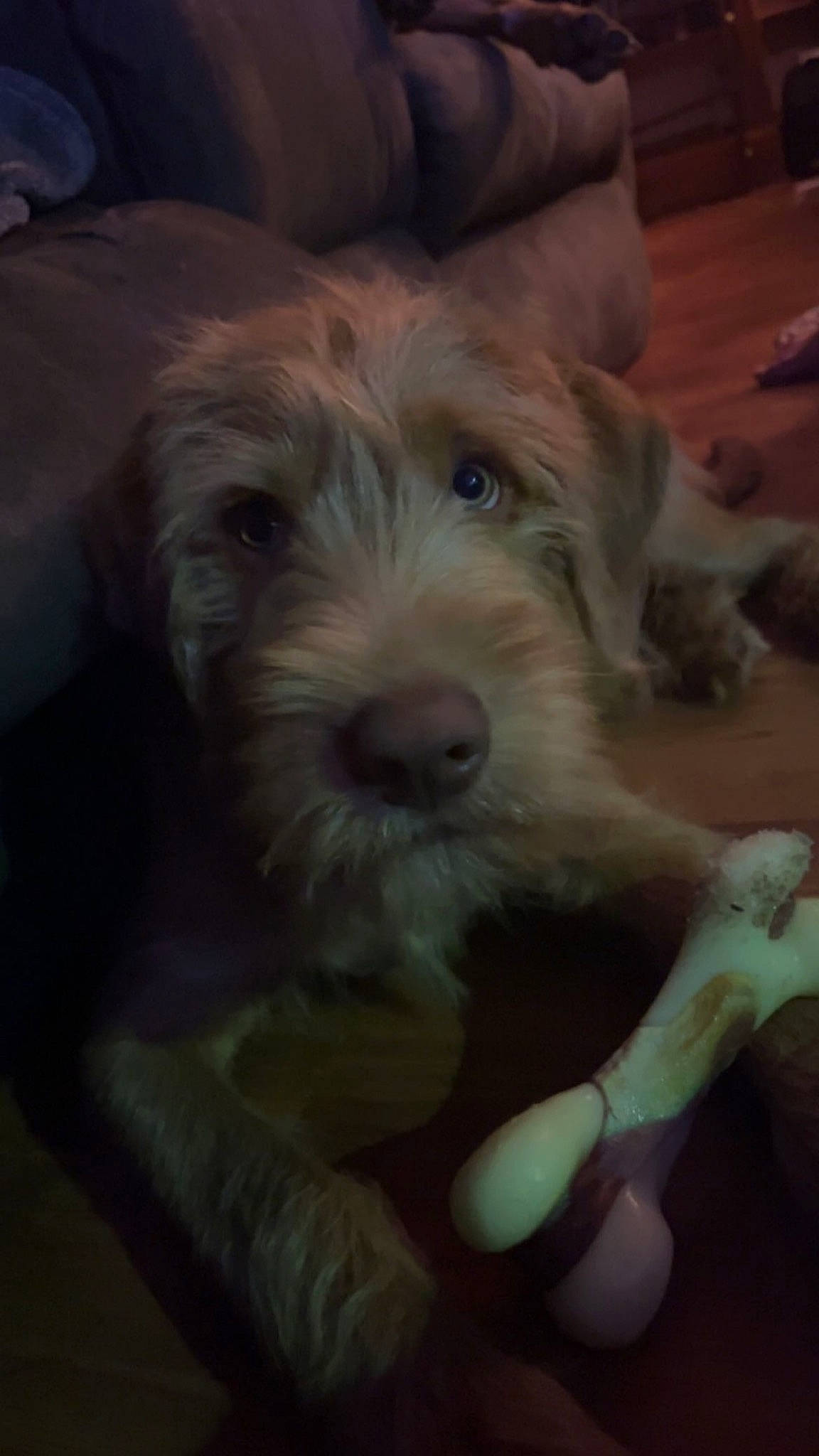 Oakley is registered to the contest to win money with this photo: carnivore, cloud, companion_dog, dog, dog_breed, fang, fur, hardwood, labradoodle, non_sporting_group, paw, puppy_love, schnauzer, small_terrier, snout, sporting_group, terrier, toy_dog, wood, working_animal