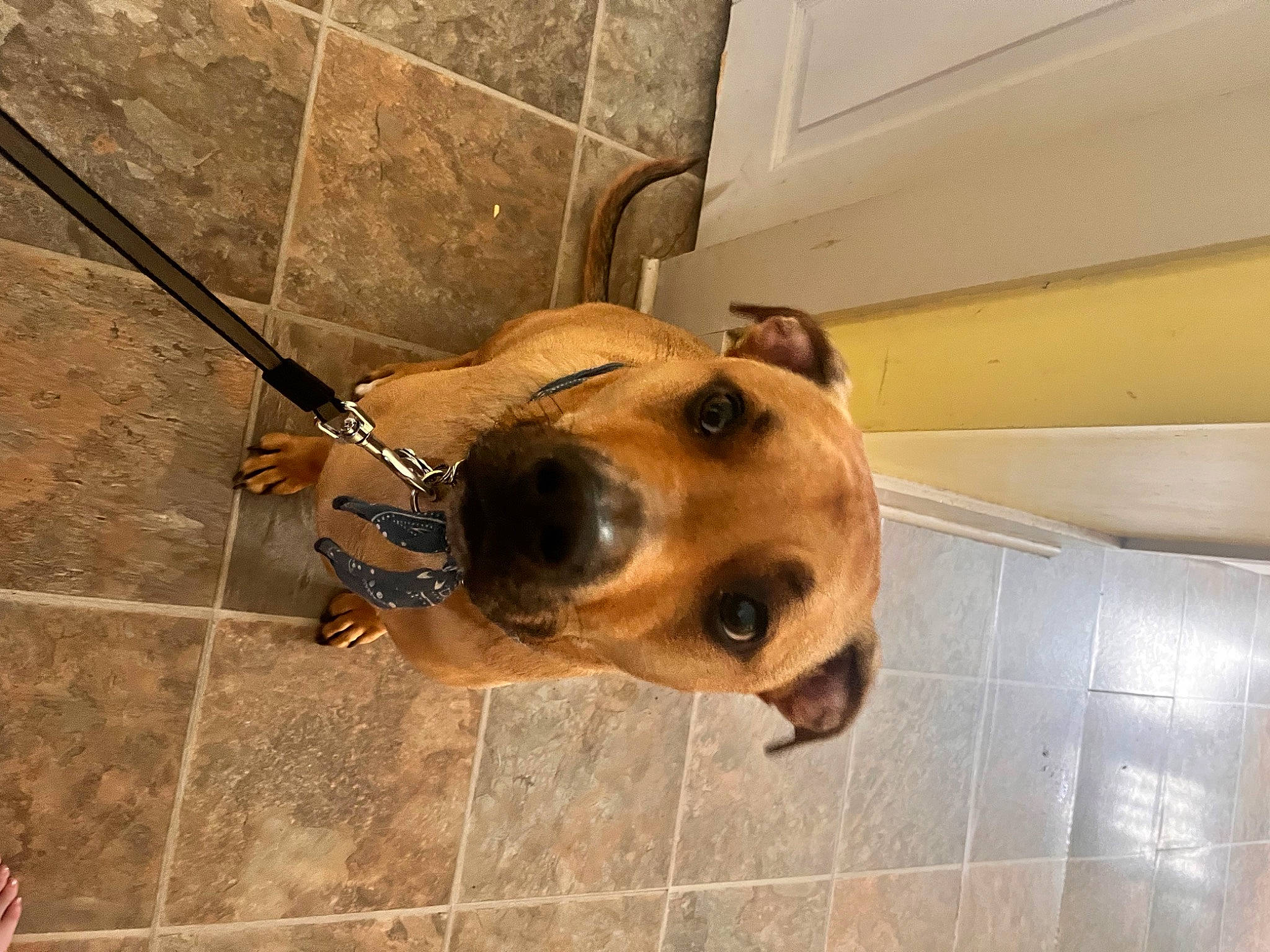 Kobe is registered to the contest to win money with this photo: canidae, carnivore, companion_dog, dog, dog_breed, ear, fawn, floor, flooring, hardwood, metal, non_sporting_group, pet_supply, snout, sporting_group, terrestrial_animal, tile, whiskers, wood, working_animal