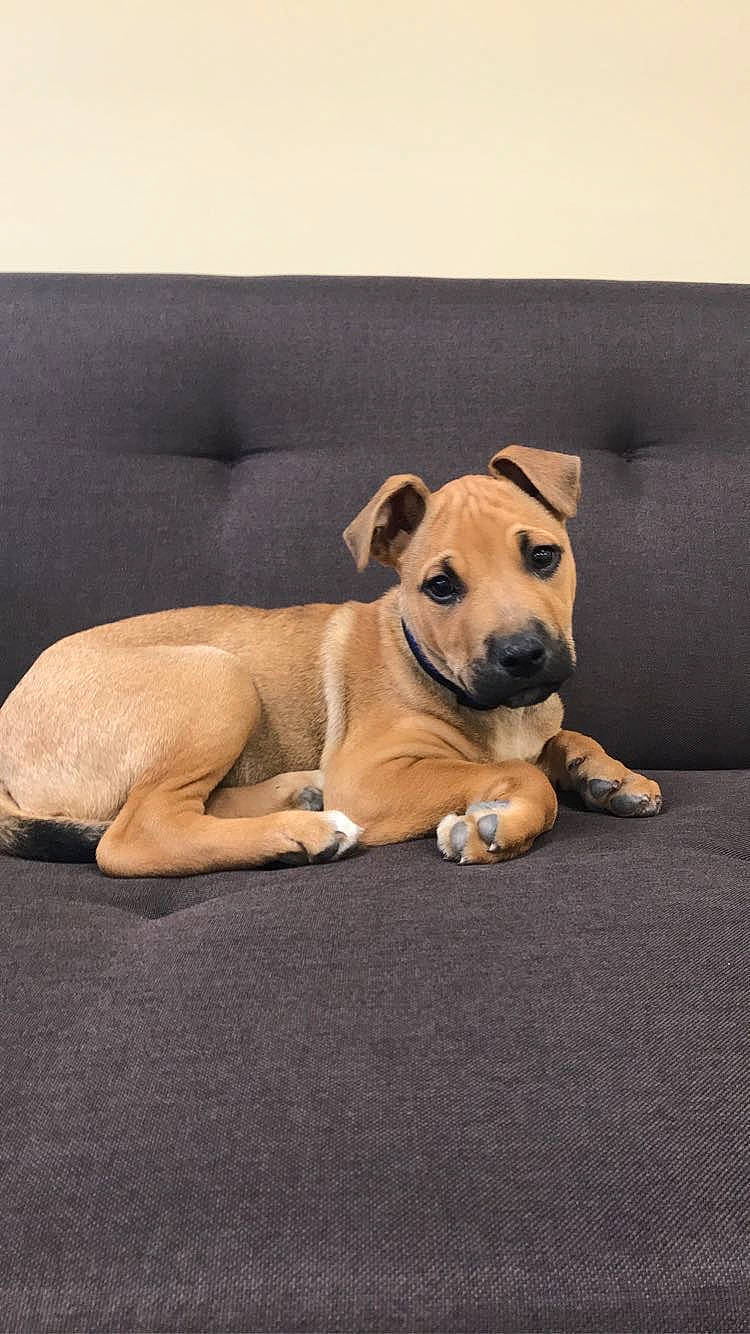 Kobe is registered to the contest to win money with this photo: carnivore, comfort, companion_dog, couch, dog, dog_breed, dog_collar, dog_supply, fawn, hardwood, linens, paw, pet_supply, snout, sporting_group, tail, terrestrial_animal, whiskers, wood, working_animal