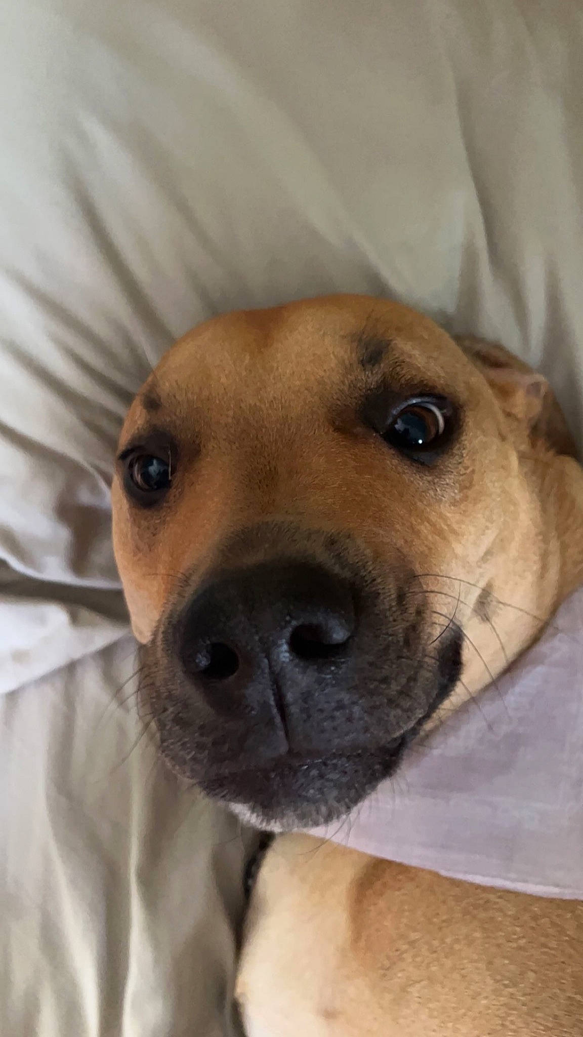 Kobe is registered to the contest to win money with this photo: canidae, carnivore, collar, companion_dog, dog, dog_breed, ear, fawn, fur, jaw, non_sporting_group, pet_supply, puppy, puppy_love, selfie, snout, sporting_group, terrestrial_animal, whiskers, working_animal