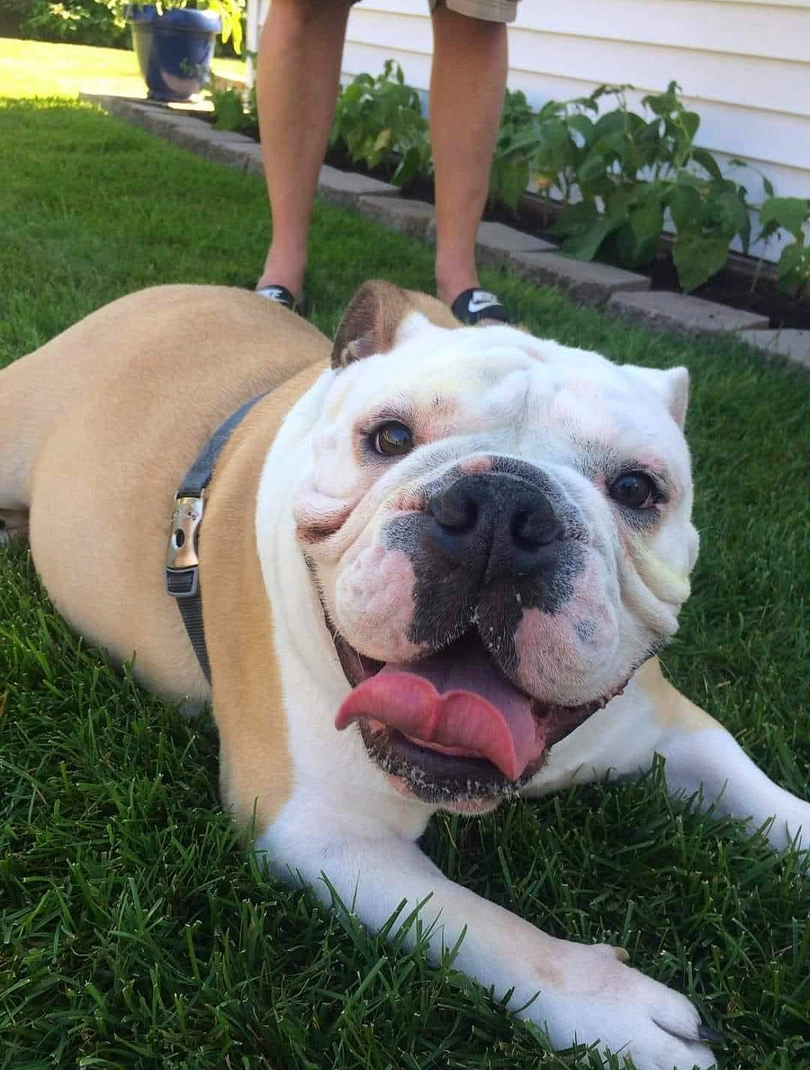 Winnie is registered to the contest to win money with this photo: bulldog, carnivore, chair, companion_dog, dog, dog_breed, dog_collar, fawn, foot, grass, human_leg, molosser, plant, shorts, sporting_group, thigh, toy_dog, white_english_bulldog, working_animal, wrinkle