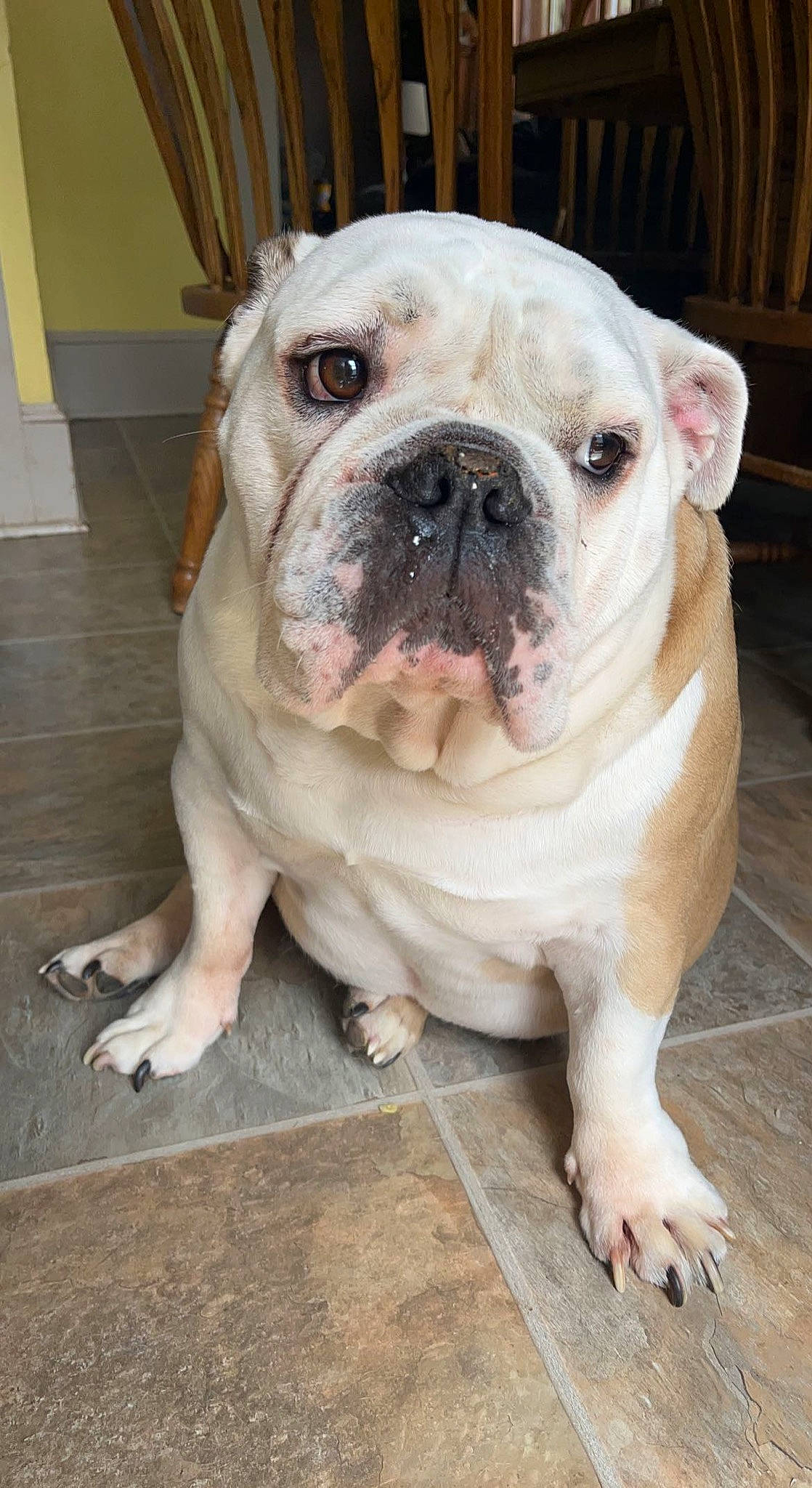 Winnie joined the competition — help win amazing prizes! bulldog, canidae, carnivore, companion_dog, dog, dog_breed, fawn, flooring, natural_material, non_sporting_group, sporting_group, terrestrial_animal, toy_dog, wood, wrinkle