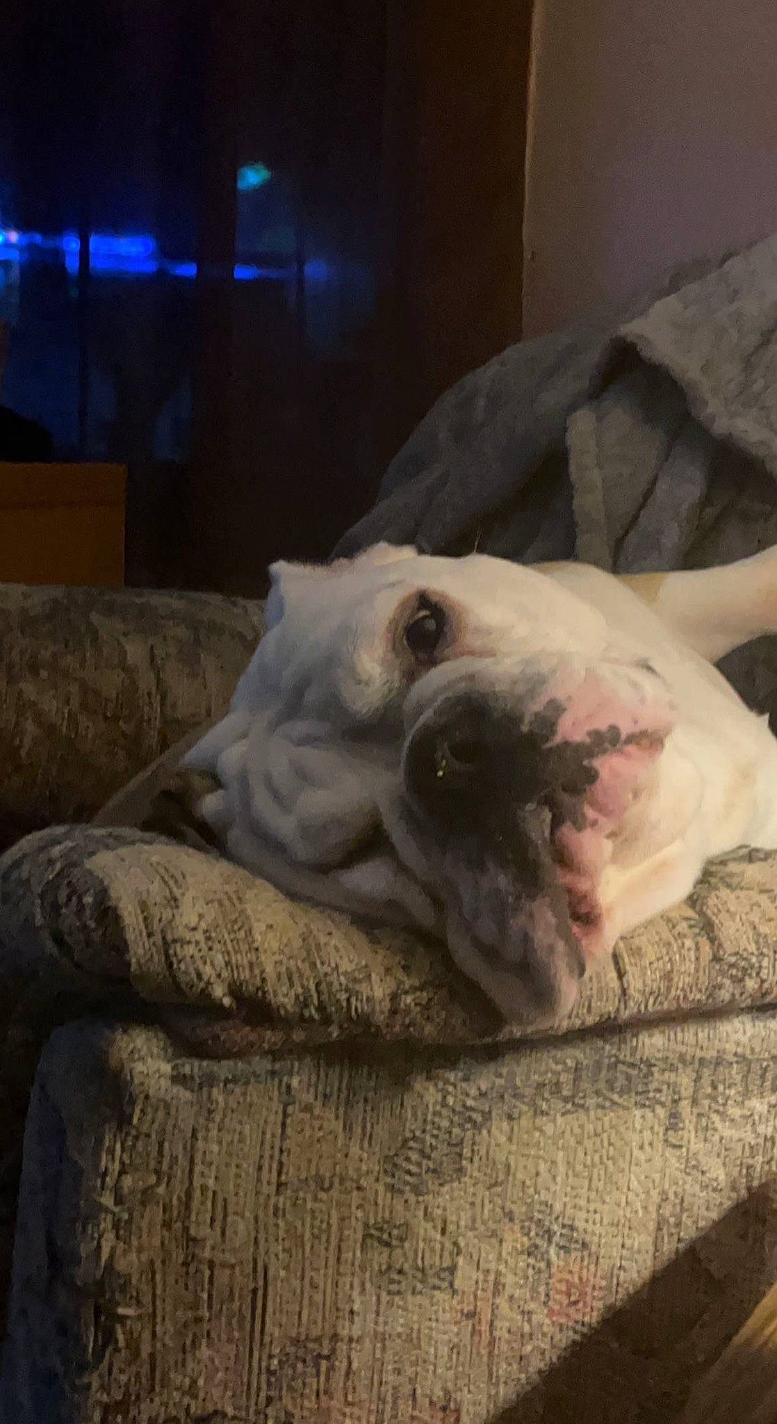 Winnie is registered to the contest to win money with this photo: canidae, carnivore, comfort, companion_dog, couch, dog, dog_breed, fawn, flesh, fur, guard_dog, linens, nap, snout, sporting_group, terrestrial_animal, toy_dog, whiskers, working_animal, wrinkle